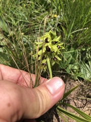 Orthochilus foliosus