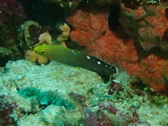 Koumansetta rainfordi