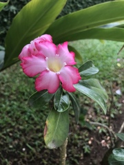Adenium obesum