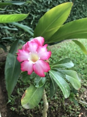 Adenium obesum
