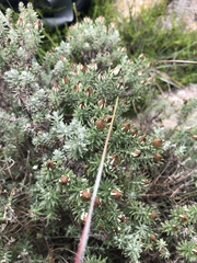 Helichrysum reflexum