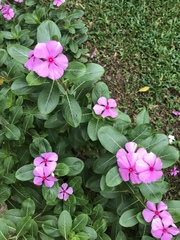 Catharanthus roseus