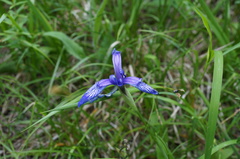 Iris ruthenica