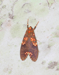 Coiffaitarctia steniptera image