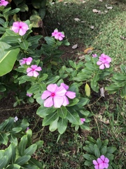 Catharanthus roseus