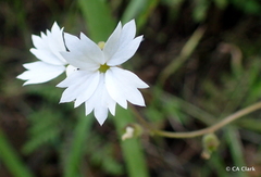 Lithophragma affine