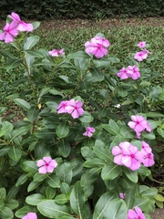 Catharanthus roseus