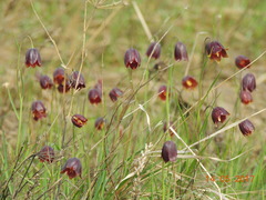Fritillaria meleagroides