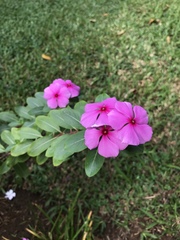 Catharanthus roseus