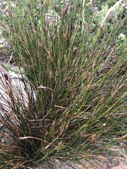 Restio schoenoides
