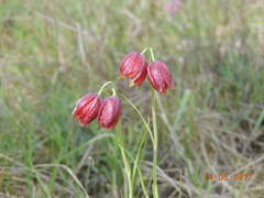 Fritillaria meleagroides