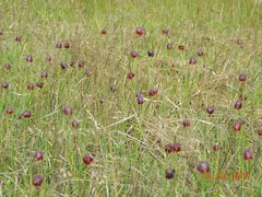 Fritillaria meleagroides