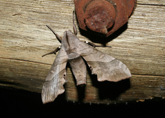 Polyptychoides grayii