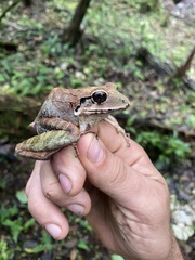 Hispaniolan Giant Frog photo 1
