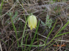 Fritillaria meleagroides