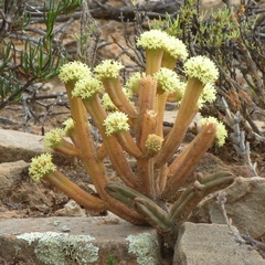 Crassula pyramidalis