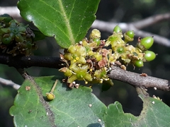 Mystroxylon aethiopicum