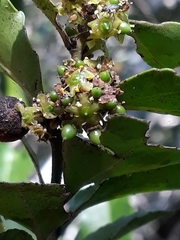 Mystroxylon aethiopicum