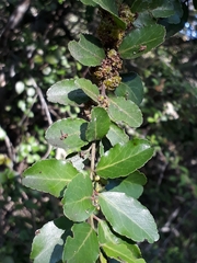 Mystroxylon aethiopicum