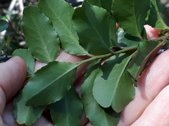 Mystroxylon aethiopicum