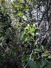 Mystroxylon aethiopicum