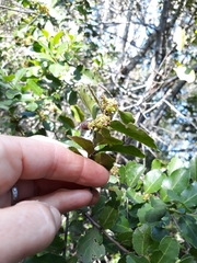 Mystroxylon aethiopicum