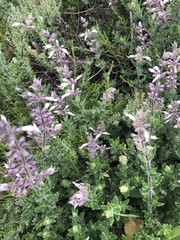 Syncolostemon albiflorus