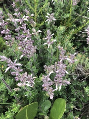 Syncolostemon albiflorus