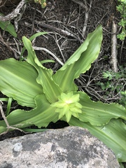Eucomis montana