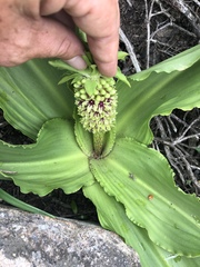 Eucomis montana
