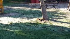 Sciurus vulgaris