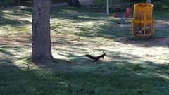 Sciurus vulgaris