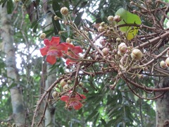 Couroupita guianensis
