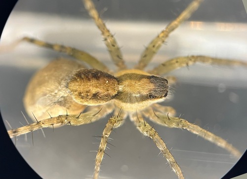 Pardosa pauxilla Montgomery, 1904