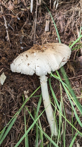 Amanita