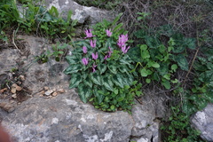 Cyclamen persicum