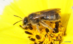 Lasioglossum titusi