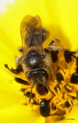 Lasioglossum titusi
