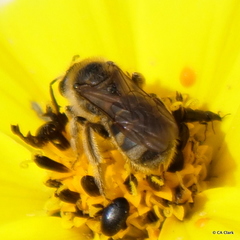 Lasioglossum titusi