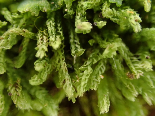 Cephalozia bicuspidata (L.) Dumort.