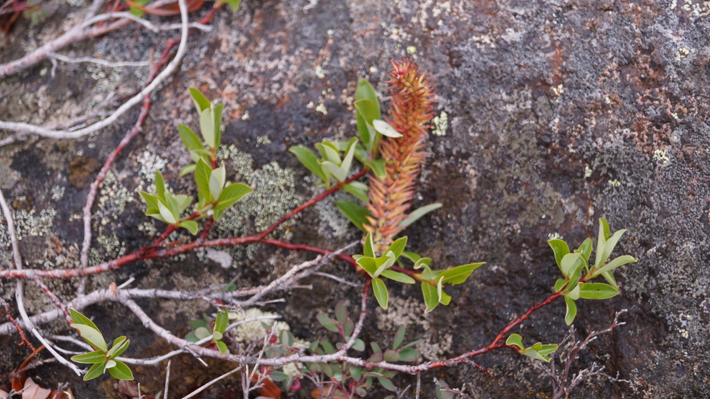 Salix saxatilis