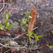 Salix saxatilis - Photo 由 Artem Oboturov 所上傳的 (c) Artem Oboturov，保留部份權利CC BY-NC
