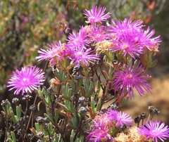 Lampranthus haworthii