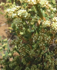 Psammotropha quadrangularis