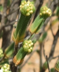 Psammotropha quadrangularis