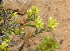 Crassula muricata