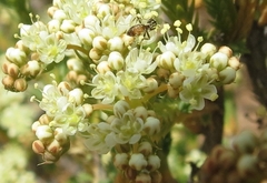 Psammotropha quadrangularis
