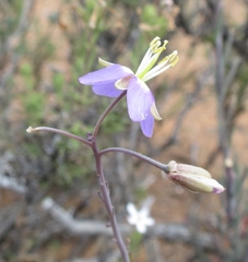 Heliophila cornuta squamata