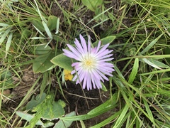 Delosperma sutherlandii