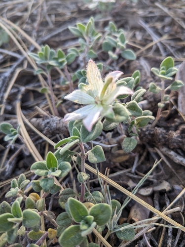 Image of Monardella nana by no rights reserved